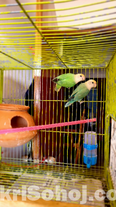 Rosy Faced Lovebird